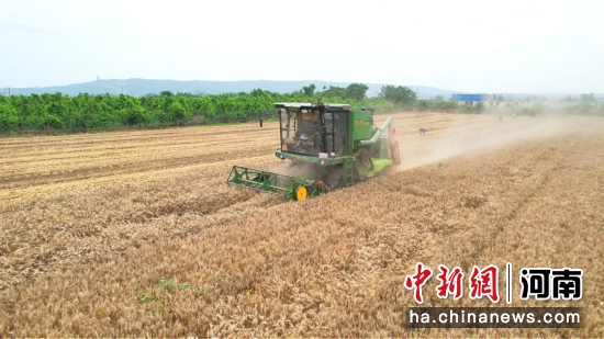 图为湛北镇南十里铺社区早熟小麦正式开镰收割。 图为湛北镇南十里铺社区早熟小麦正式开镰收割。