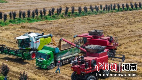 图为小麦收割现场。 图为小麦收割现场。