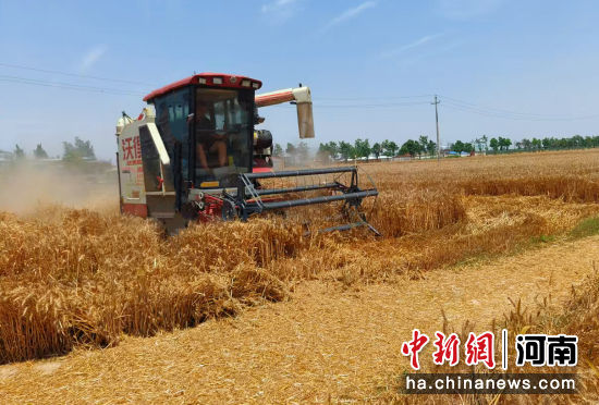 图为收割机在收割小麦。 图为收割机在收割小麦。