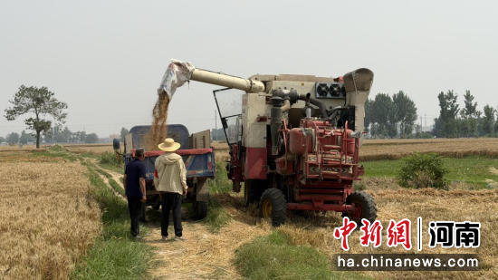 图为台官李社区的收割机正在工作中。周煜昂 摄 图为台官李社区的收割机正在工作中。周煜昂 摄