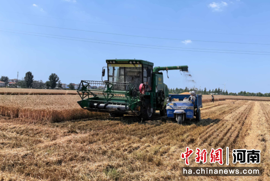 图为夏收现场。 图为夏收现场。