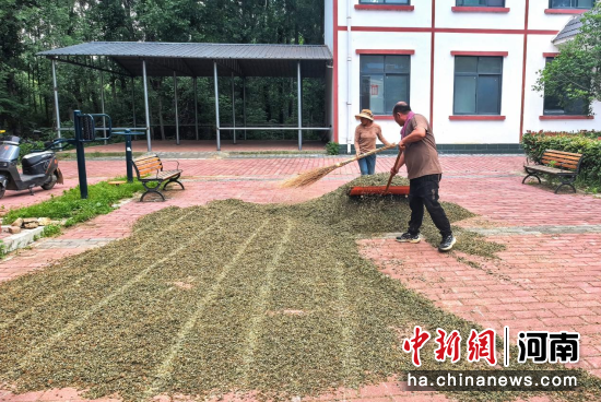 图为农户收拢已晾干的仙鹤草。王释慧 摄 图为农户收拢已晾干的仙鹤草。王释慧 摄