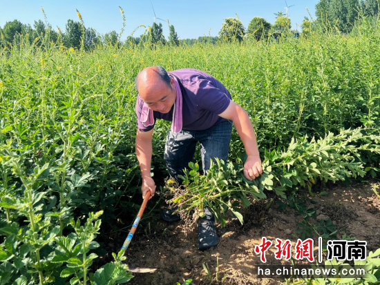 图为农户在田间采收成熟的仙鹤草。王释慧 摄 图为农户在田间采收成熟的仙鹤草。王释慧 摄