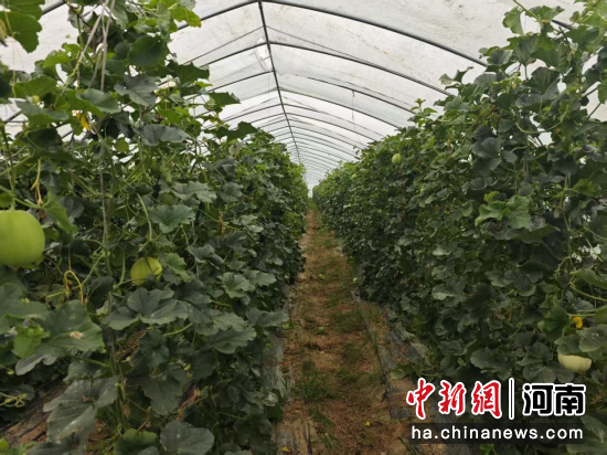 图为甜瓜种植大棚里,瓜果长势喜人。杜红然 摄 图为甜瓜种植大棚里,瓜果长势喜人。杜红然 摄