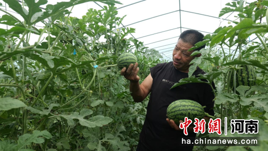 图为果农查看吊蔓西瓜生长情况。梁可坤 摄 图为果农查看吊蔓西瓜生长情况。梁可坤 摄