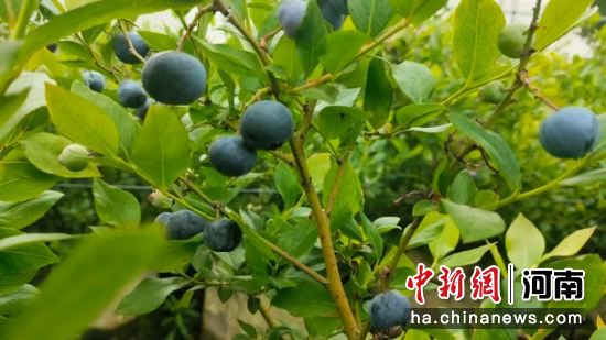 图为圆润饱满的蓝莓。 图为圆润饱满的蓝莓。