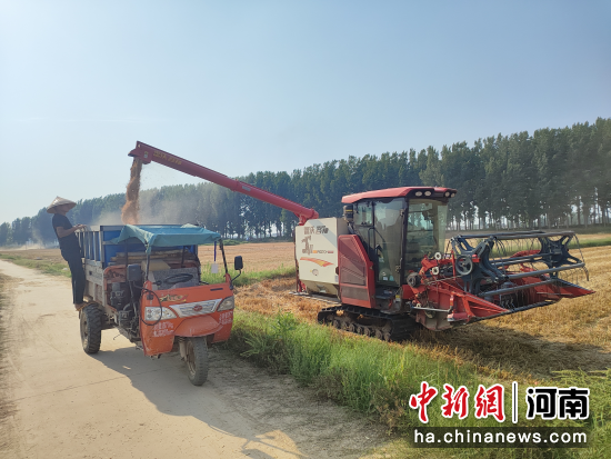 图为收割机将刚收割的小麦装入运输车中。 图为收割机将刚收割的小麦装入运输车中。
