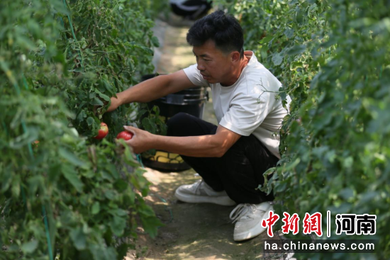 图为村民正在大棚里采摘番茄。汪少冲 摄 图为村民正在大棚里采摘番茄。汪少冲 摄