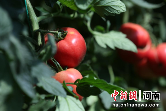 图为大棚种植的番茄。汪少冲 摄 图为大棚种植的番茄。汪少冲 摄