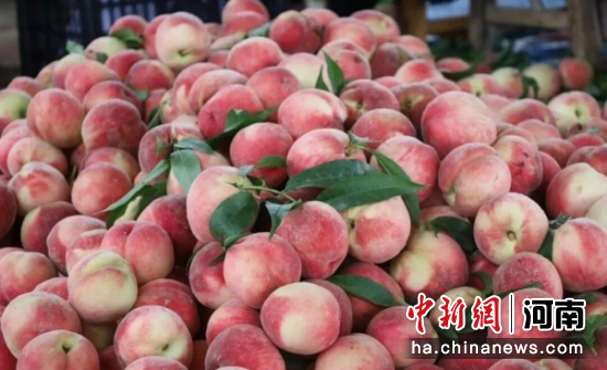 图为津湾鲜桃。 图为津湾鲜桃。