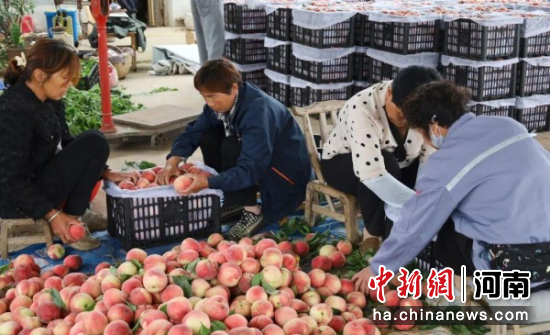 图为果农采摘、分拣鲜桃。 图为果农采摘、分拣鲜桃。