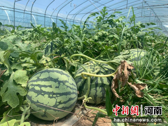 图为西瓜长势喜人。 图为西瓜长势喜人。