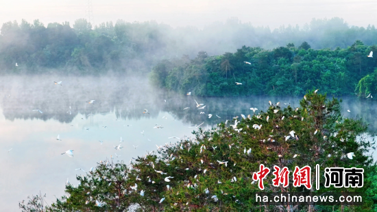 图为河南省桐柏县,晨雾轻笼,群鹭翩飞。曹静 摄 图为河南省桐柏县,晨雾轻笼,群鹭翩飞。曹静 摄