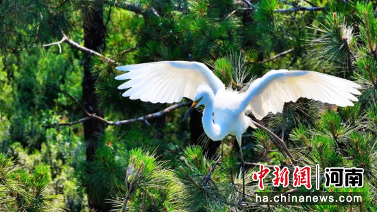 图为白鹭在松枝上振翅起飞。曹静 摄 图为白鹭在松枝上振翅起飞。曹静 摄