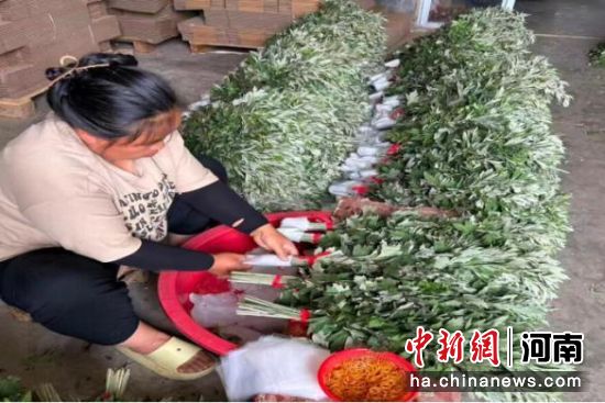 图为村民在进行艾草分拣。 图为村民在进行艾草分拣。