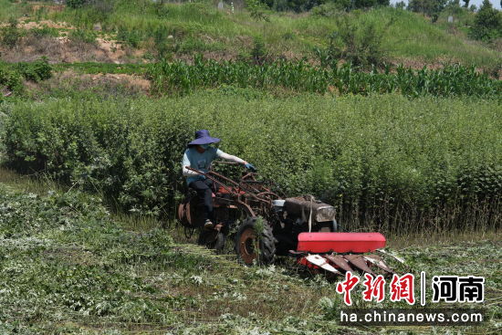 图为农户驾驶农机收割艾草。 图为农户驾驶农机收割艾草。