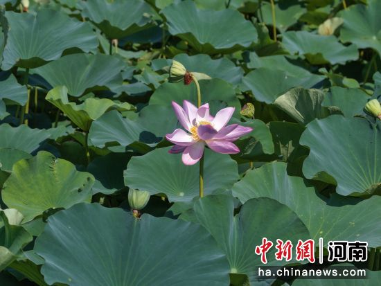图为盛开的荷花。黄春龙 摄 图为盛开的荷花。黄春龙 摄