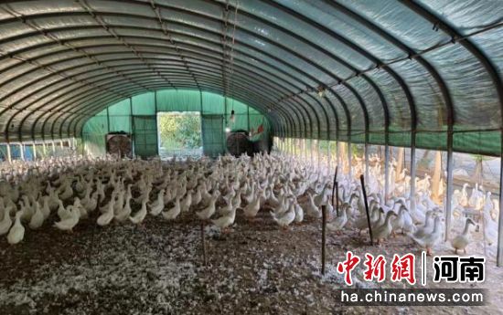 图为新野县种鸭养殖基地。 图为新野县种鸭养殖基地。