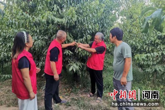 图为农技专家手把手指导果农精准管护。 图为农技专家手把手指导果农精准管护。