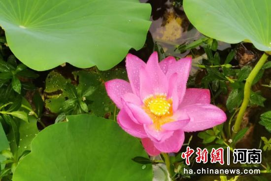 ͼΪ����ر���ӹ���ʪ�ع�԰�ɻ�ʢ����