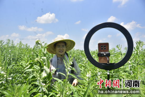 图为工作人员在芝麻田直播。 图为工作人员在芝麻田直播。