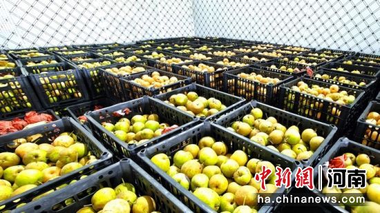 图为上庄乡丰收的梨子。 图为上庄乡丰收的梨子。
