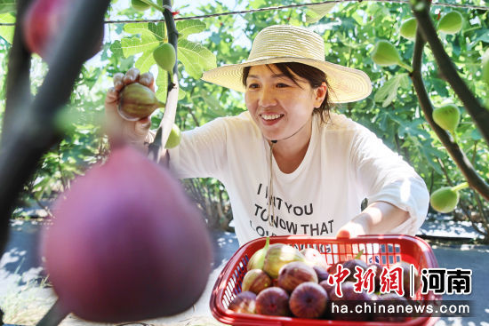 图为工作人员正在采摘无花果。李新义 摄 图为工作人员正在采摘无花果。李新义 摄