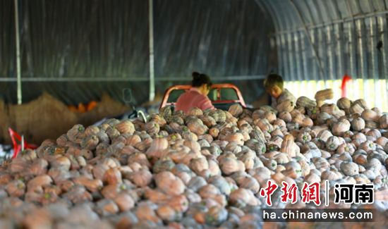 图为工人在分拣南瓜。 图为工人在分拣南瓜。