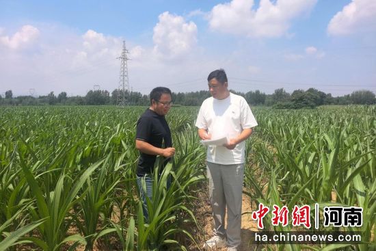 图为农技人员在田间进行技术指导。王利超 摄 图为农技人员在田间进行技术指导。王利超 摄
