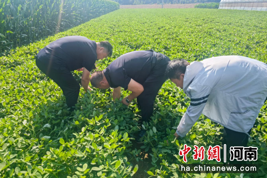 图为农技人员现场对症支招。中牟新区党工委供图 图为农技人员现场对症支招。中牟新区党工委供图