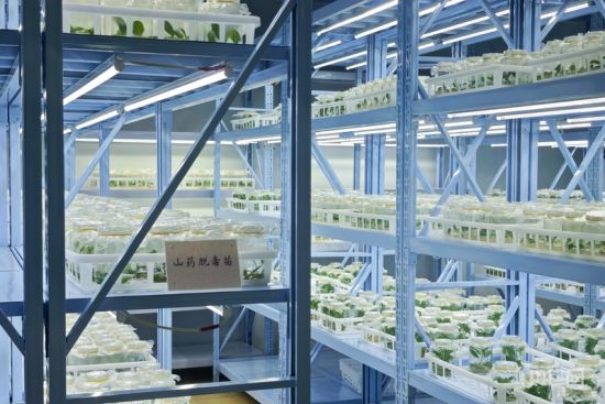 怀药脱毒种苗培养室(央广网记者 张羲轮 摄) 怀药脱毒种苗培养室(央广网记者 张羲轮 摄)