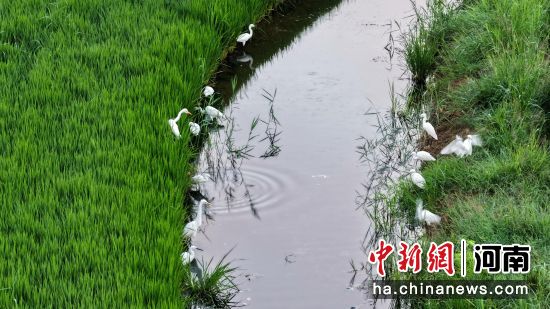 ͼΪ���ص�ˮ���ڹ�������ʳ��