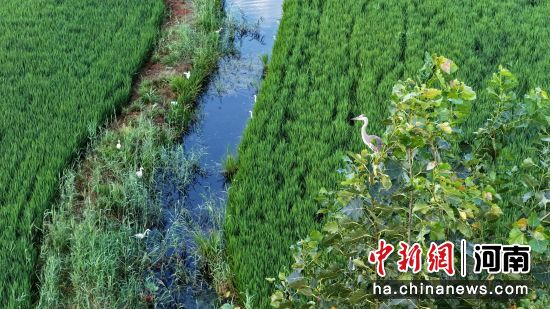 ͼΪ���ص�ˮ���ڹ�������ʳ��