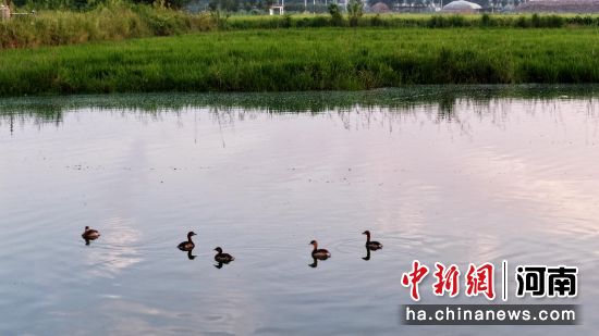 ͼΪҰѼ��ˮ����߮��