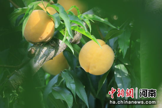 图为枝头的成熟黄桃。徐鹏远 摄 图为枝头的成熟黄桃。