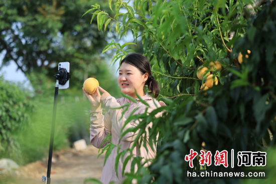 图为村民通过直播推介黄桃。徐鹏远 摄 图为村民通过直播推介黄桃。
