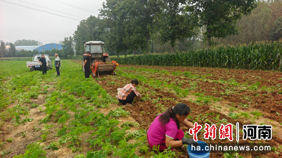 图为禹州市磨街乡陈庄村“豫禹芷1号”采收现场。 图为禹州市磨街乡陈庄村“豫禹芷1号”采收现场。