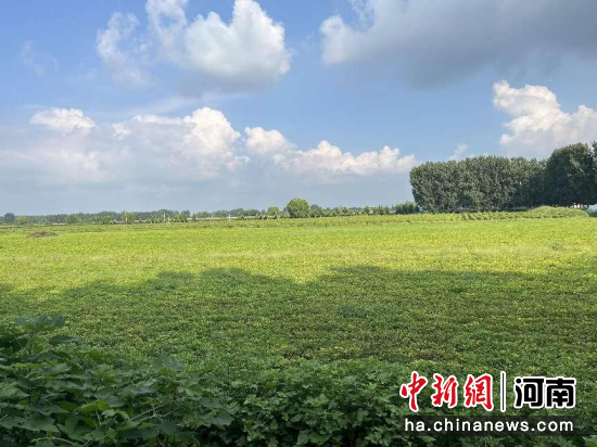 图为黄河岸边千亩花生种植基地。 图为黄河岸边千亩花生种植基地。