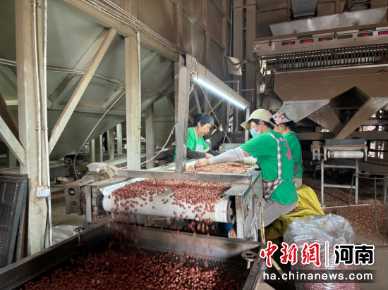 图为工作人员严把花生果分拣质量关。杨婉莹 摄 图为工作人员严把花生果分拣质量关。杨婉莹 摄
