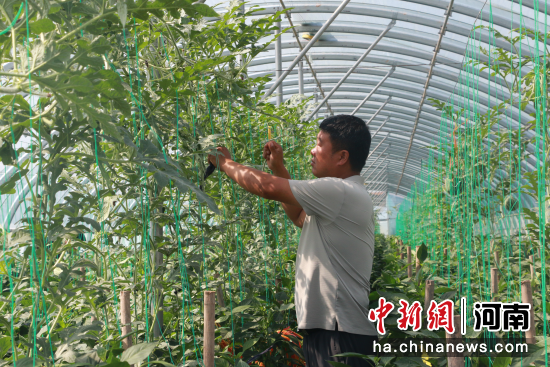 图为沙沃乡大棚内农户正在管护吊蔓西瓜。刘启旸 摄 图为沙沃乡大棚内农户正在管护吊蔓西瓜。刘启旸 摄