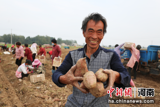 图为西寨乡农户手捧刚采收的红薯。邵金忠 摄 图为西寨乡农户手捧刚采收的红薯。邵金忠 摄