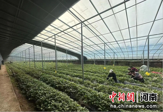 图为育苗大棚内,工作人员正在剪苗。 图为育苗大棚内,工作人员正在剪苗。