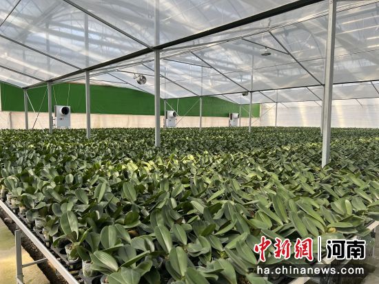 图为蝴蝶兰智慧种植基地。 图为蝴蝶兰智慧种植基地。