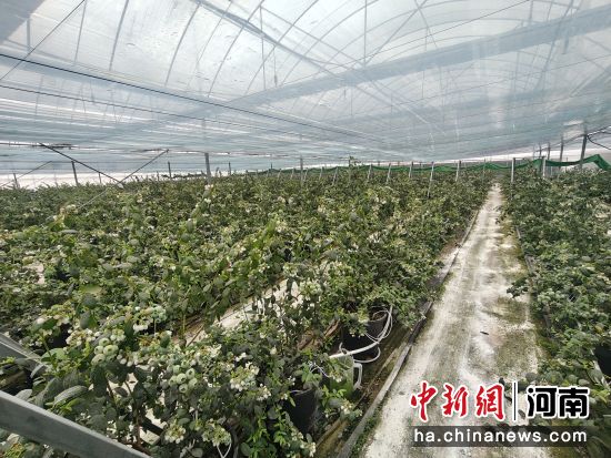 图为蓝莓种植基地。 图为蓝莓种植基地。