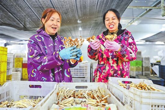 9月16日,清丰县马庄桥镇村民捧着刚采摘的茶树菇喜笑颜开。小菌菇撑起大产业,成为农民增收致富的“幸福菇”。 本报全媒体记者 聂冬晗 王铮 摄 9月16日,清丰县马庄桥镇村民捧着刚采摘的茶树菇喜笑颜开。小菌菇撑起大产业,成为农民增收致富的“幸福菇”。 本报全媒体记者 聂冬晗 王铮 摄