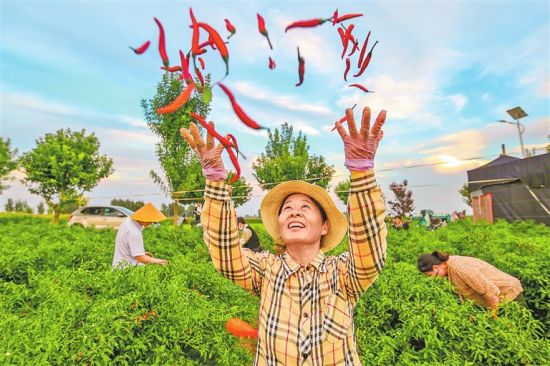 9月12日,安阳市滑县留固镇付集村辣椒种植基地采摘现场,农民轻抛鲜亮的红辣椒,丰收的喜悦写在脸上。 毕兴世 李晨弘 摄 9月12日,安阳市滑县留固镇付集村辣椒种植基地采摘现场,农民轻抛鲜亮的红辣椒,丰收的喜悦写在脸上。 毕兴世 李晨弘 摄
