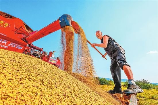 9月14日,在洛阳市城乡一体化示范区诸葛镇苏沟社区高标准农田里,农民正在收割谷子,田间地头一派繁忙景象。 倪睿 摄 9月14日,在洛阳市城乡一体化示范区诸葛镇苏沟社区高标准农田里,农民正在收割谷子,田间地头一派繁忙景象。 倪睿 摄