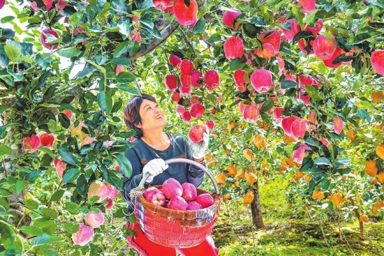 9月14日,有着亚洲第一高山果园之称的灵宝寺河山,窝头村果农正在自家果园采摘红星苹果。 席竹婷 摄 9月14日,有着亚洲第一高山果园之称的灵宝寺河山,窝头村果农正在自家果园采摘红星苹果。 席竹婷 摄