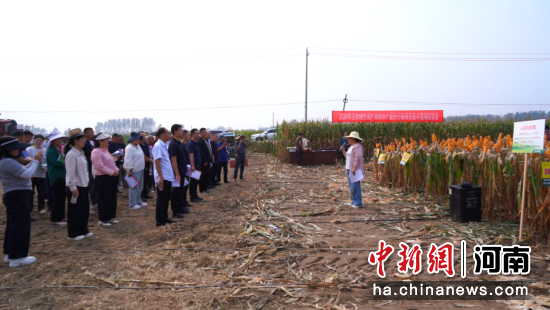 图为玉米单产提升观摩现场。 图为玉米单产提升观摩现场。