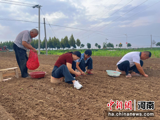 图为农民抢时栽蒜。 图为农民抢时栽蒜。
